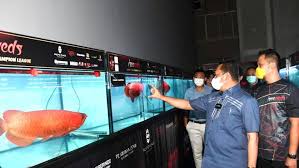 Kan hias adalah jenis ikan baik yang berhabitat di air tawar maupun di laut yang dipelihara bukan untuk konsumsi melainkan untuk memperindah taman/ruang tamu. Di Pameran Arwana Ketua Mpr Dorong Ekspor Ikan Hias
