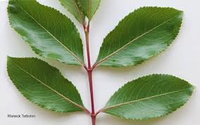 Image result for Catha edulis