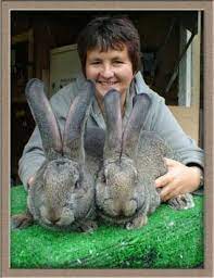 Pin By Karie Bucklew Lewis On Animals Our Kids Want Giant Rabbit Cute Animals Beautiful Rabbit