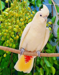 Red Vented Cockatoo Sometimes Called The Philippine Cockatoo Or Kalangay Is A Species Endemic To The Philippines Classified As Critically Endangered Cr By