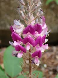 Image result for Uraria