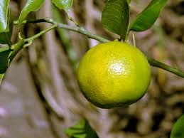 Find tips and guides to grow and maintain the perfect garden for your home. Growing Sweet Lime Trees How To Take Care Of A Sweet Lime Tree