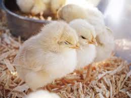 How To Care For Day Old Chicks - The Self Sufficient Homeacre