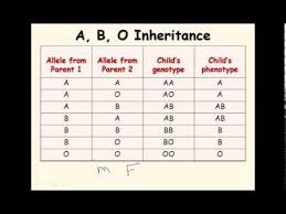 11 ab blood type genetics