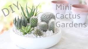 Mammillaria is one of the largest genera in the cactus family (cactaceae), with currently 200 known species and varieties recognized. Mammillaria Cactus Care Learn To Grow The Pincushion Cactus