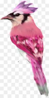 Entdecke rezepte, einrichtungsideen, stilinterpretationen und andere ideen zum ausprobieren. Jambul Burung Jalak Unduh Gratis Pug Burung Beo Bugs Bunny Burung Beo Gambar Png