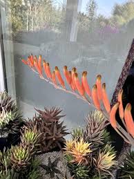 Image result for Euphorbia rubriflora