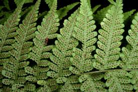 Image result for Megalastrum