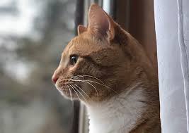 Mobile veterinary care including wellness care, sick visits, hospice care, and euthanasia in the comfort of home. Welcome To Maine Coast Veterinary Hospital