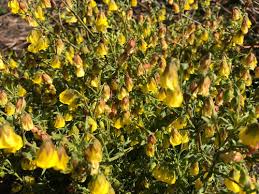 Image result for Hermannia eenii