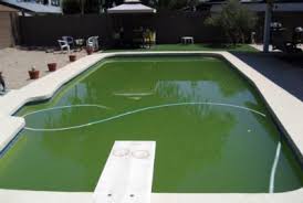 Animals, people, and plants can bring in minerals such as nitrates, phosphates, silicates, and sulfates into your. Green Pool Help Simple Ways To Fix Green Pool And Swim Today