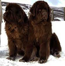 Pin By Lee Eckert On Animal Love Newfoundland Dog Dogs Dog Photos