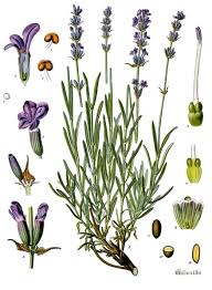 Image result for Lavandula angustifolia Vera