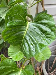 Image result for Ipomoea albivenia