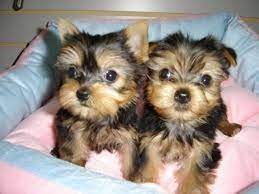 If the veterinarian determines, within 10 teacup yorkies, yorkies, yorkie puppies, tiny yorkies, tiny yorkies for adoption, teacup yorkies puppies for adoption, yorkshire terrier. Teacup Yorkie Puppies For For Sale In Port Of Spain Fiwiclassifieds