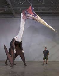 If we're exactly 6 feet tall, we would for example, 6 feet is 1.83 meters because 6 divided by 3.28 equals 1.829. Model Of Quetzalcoatlus Northropi Next To A 1 8 Meter 5 8ft Tall Human Album On Imgur