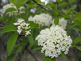 A small to medium sized three, the flowering dogwood does not usually extend beyond 30. Bark The Old Earth Project