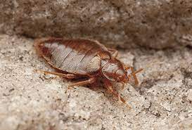 Get $15 off any service call for bed bugs pest control. Why Bed Bugs Thrive In Virginia