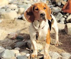 So what happens when those characters collide? Top 15 Unbelievable Beagle Cross Breeds Dogmal Com