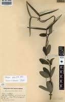 Image result for Tacazzea apiculata