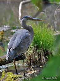 Birds Of Western Washington State Blue Herron Nisqually Wildlife Refuge Olympia Wa Beautiful Birds Wildlife Most Beautiful Birds
