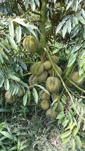 Demontrasi cantuman dewasa pokok durian dari bahagian pembangunan industri tanaman, serdang selangor. Penjagaan Pokok Durian Petani Kebun Durian Hybrid Klie Facebook