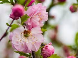 Image result for mandloň trojlaločná