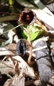 Image result for Gastrodia ballii