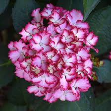 Seaside serenade collection big leaf hydrangeas. Seaside Serenade Fire Island Hydrangea Hydrangea Macrophylla Hortfire In Inver Grove Heights Minnesota Mn At Gertens