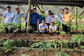 Hành trình đưa “quốc bảo” sâm Ngọc Linh trồng ở Tây Bắc - Báo Công an Nhân  dân điện tử