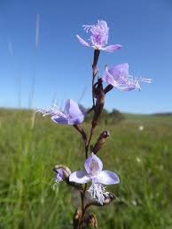 Image result for Disa baurii