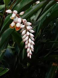Pin On Plant Flowers
