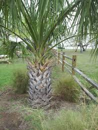 Image result for Sabal