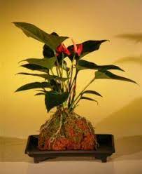 Anthurium Is The Most Popular And Long Lasting Of All Tropical Flowers Our Premium Red Anthurium From An Bonsai Trees For Sale Indoor Bonsai Tree Bonsai Tree