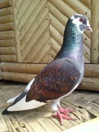 Discover now our large variety of topics and our best. 41 Gambar Burung Merpati Kolong Png Kicau Sejati