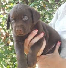 Texans open their big hearts to their beautiful canine family members and welcome them into their homes. Akc Chocolate Labrador Retriever Puppy For Sale In San Antonio Texas Classified Americanlisted Com