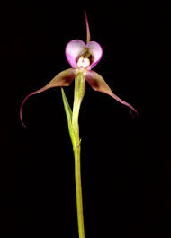 Image result for Disperis