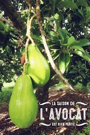 Non, il s'agit d'un produit d'exportation. L Avocat En Feroce En Tranche Sur Le Ti Nain Mais Pas Seulement