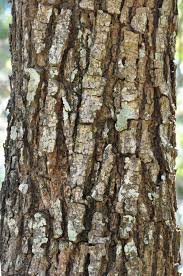 Image result for Cassia abbreviata