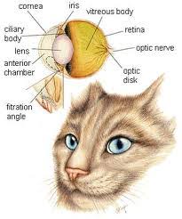 This happened the day before i came home from leaving him with a friend for the first time. Eyes All Feline Hospital Located 2300 S 48th St Suite 3 Lincoln Ne 68506