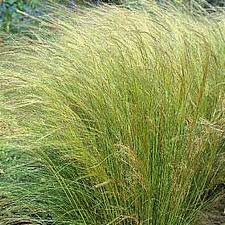 Image result for Stipa