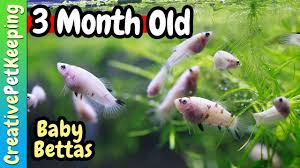 3 Month Old Baby Bettas Marble Koi Betta 3 Month Old Baby 3 Month Olds