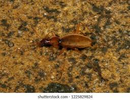 Image result for Dinebra caudata