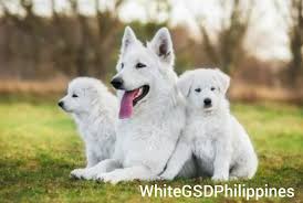 White German Shepherd Dog Philippines Home Facebook