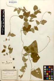 Image result for Cocculus hirsutus