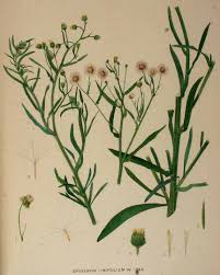 Image result for Erigeron bonariensis