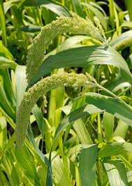 Image result for Trachypogon chevalieri