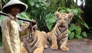 Tulislah pesan yang terdapat pada dongeng kisah petani dan anak harimau! August 2019 Mikirbae Com