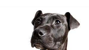 Learn more about metro animal care and control in nashville, tn, and search the available pets they have up for adoption on petfinder. Pics Free Adoptions This Weekend At Nashville Animal Shelter In Honor Of Mother S Day Wztv