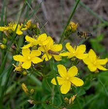 Image result for Hypericum aethiopicum